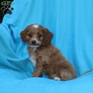 Skippy, Cockapoo Puppy